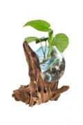 Deko-Glas DROP 50 cm hoch Teak Wurzel Natur Hellbraun